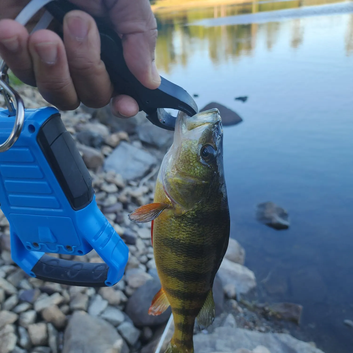 Fish caught on Fishbrain
