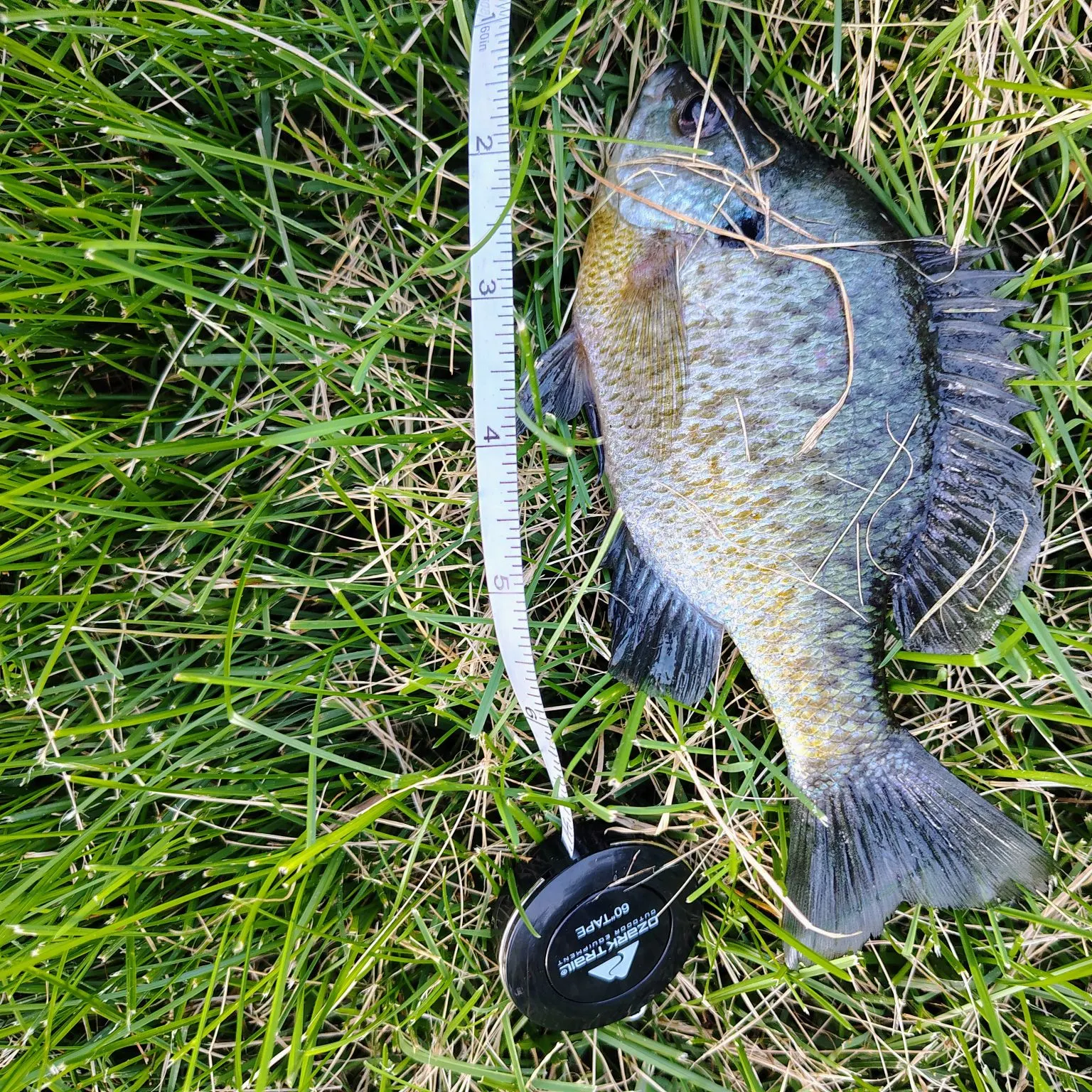 Bluegill caught on Fishbrain