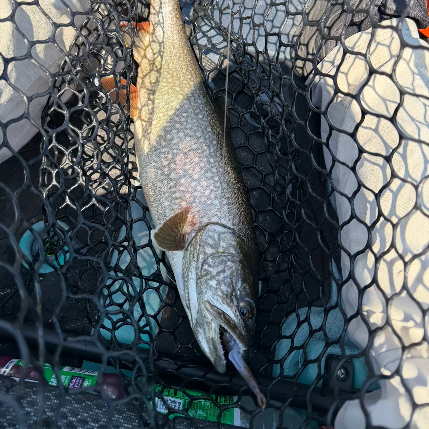 Lake char caught on Fishbrain