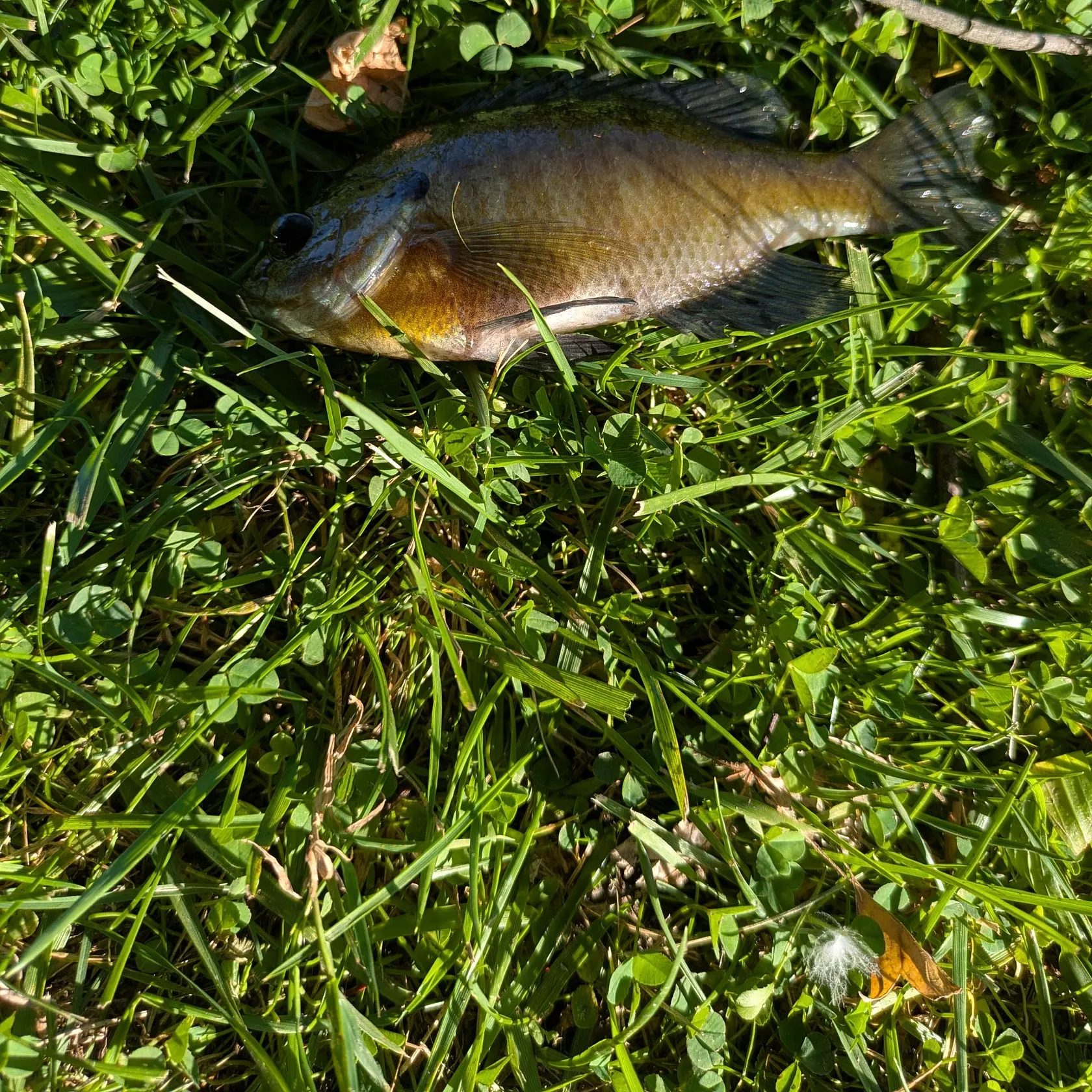 Bluegill caught on Fishbrain