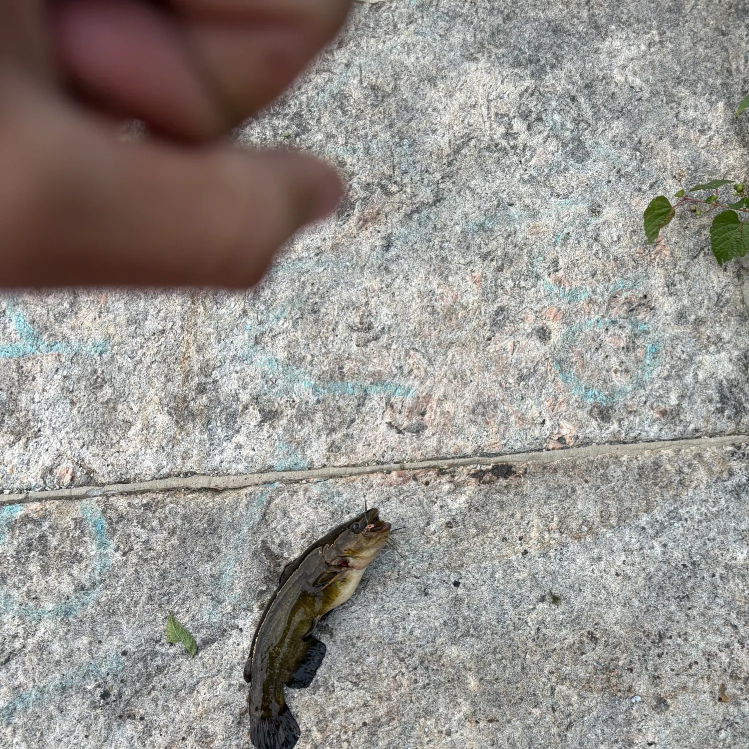 Fish caught on Fishbrain