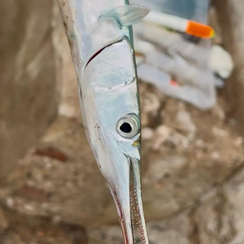 European garfish caught on Fishbrain