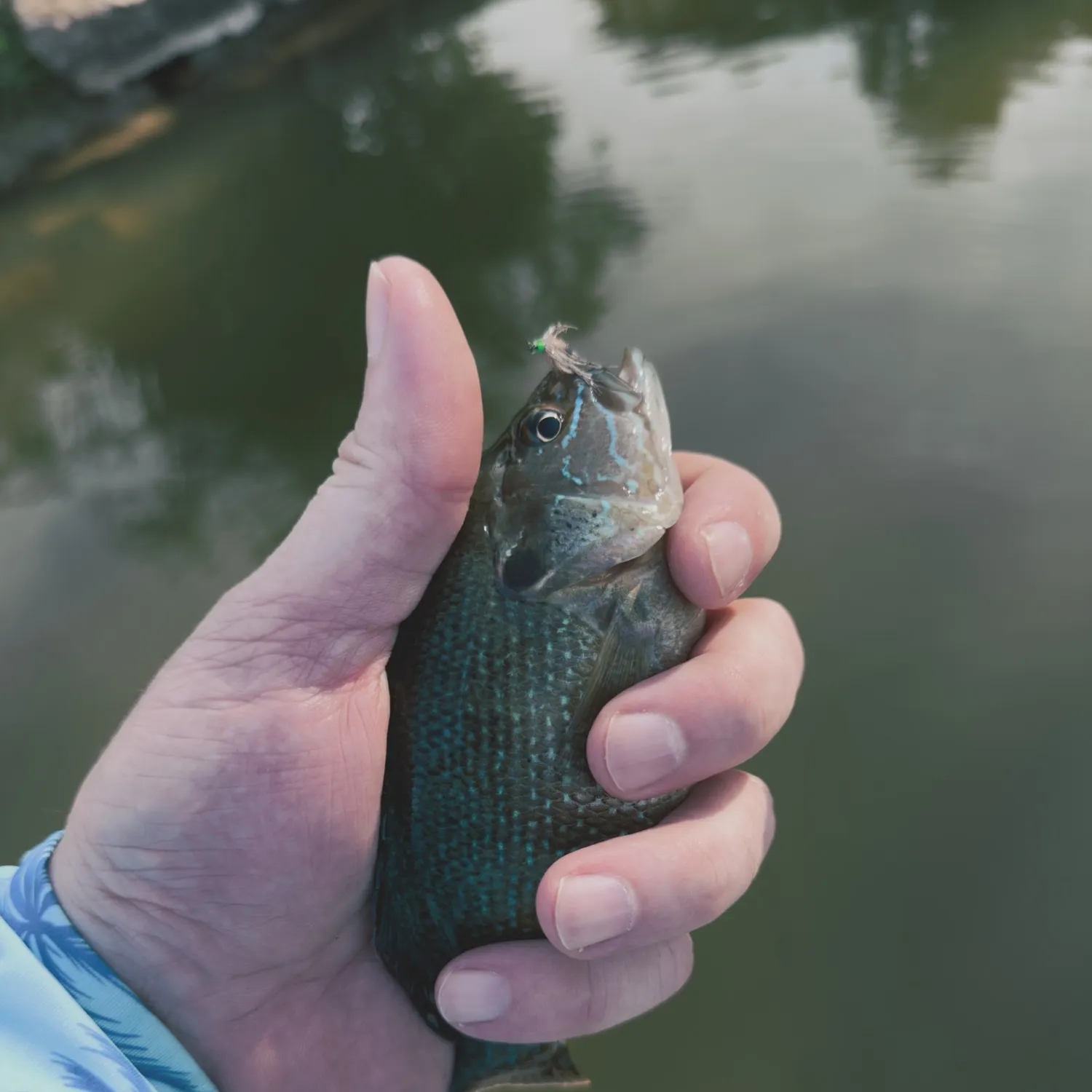 Green sunfish caught on Fishbrain