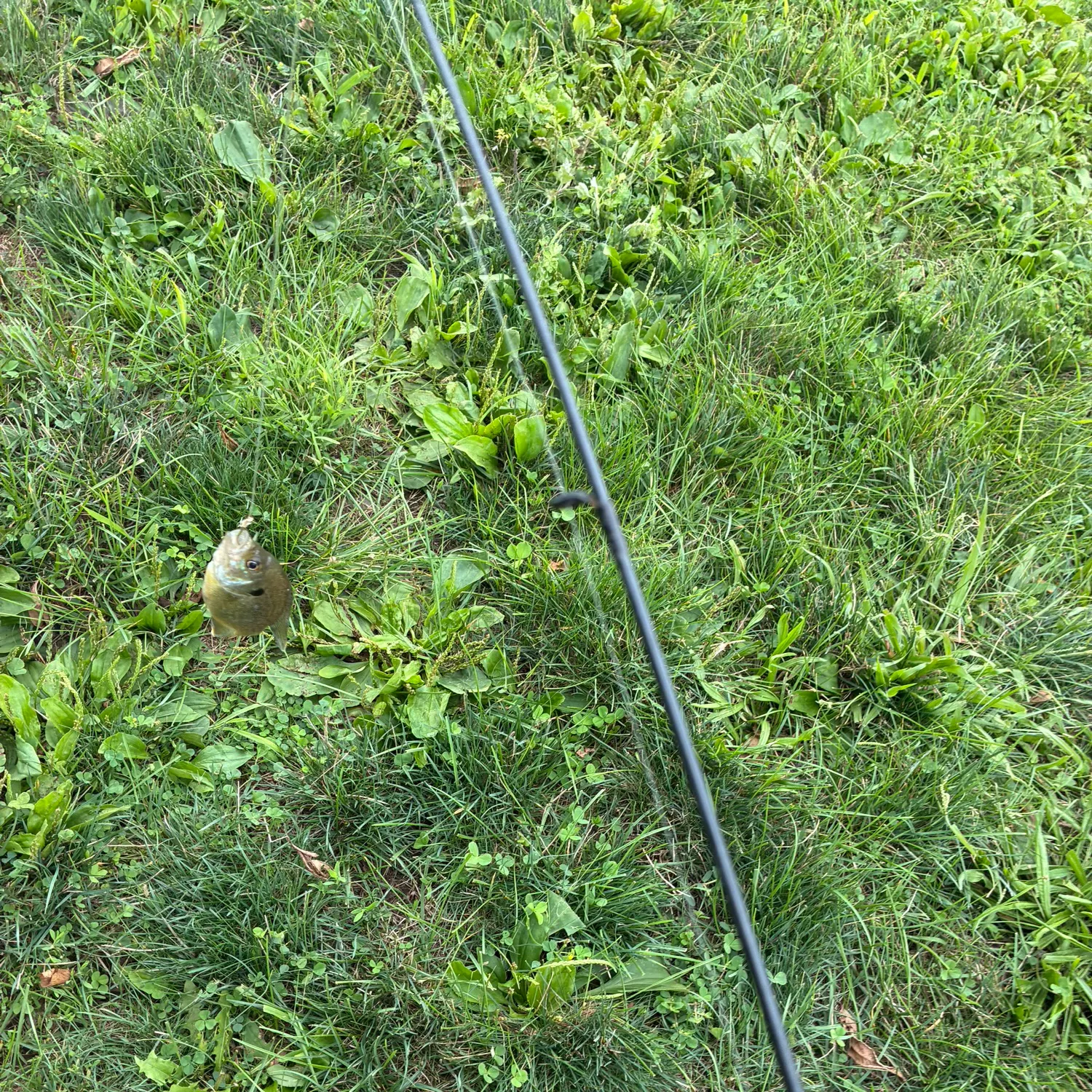 Bluegill caught on Fishbrain