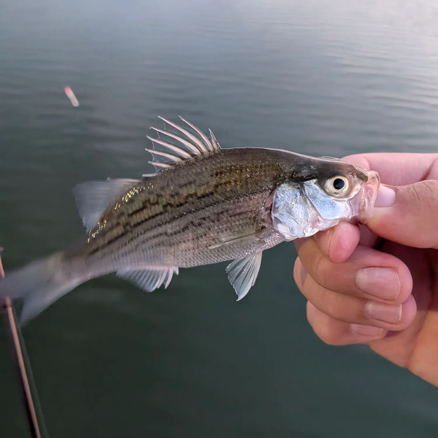 White bass caught on Fishbrain