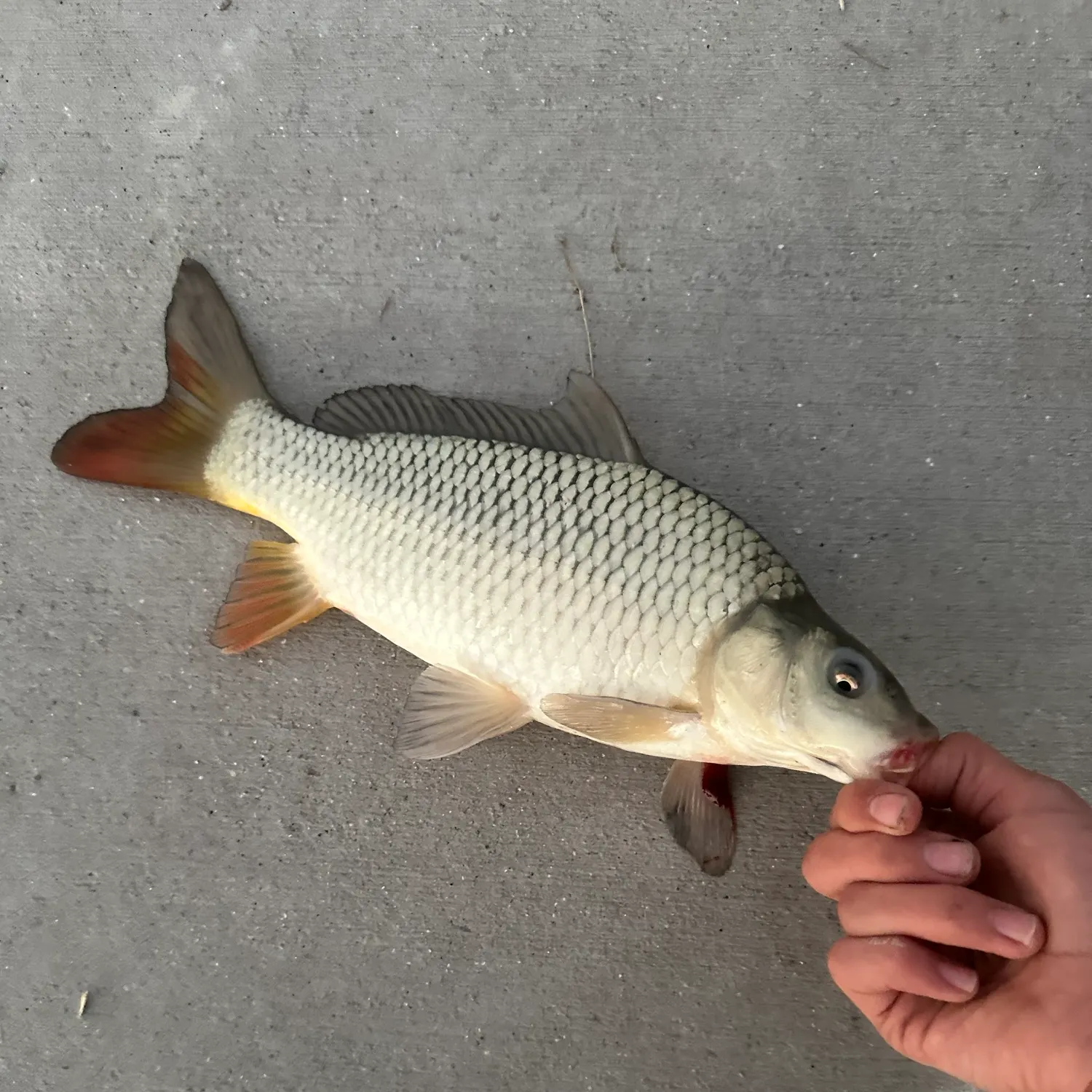 Ghost carp caught on Fishbrain