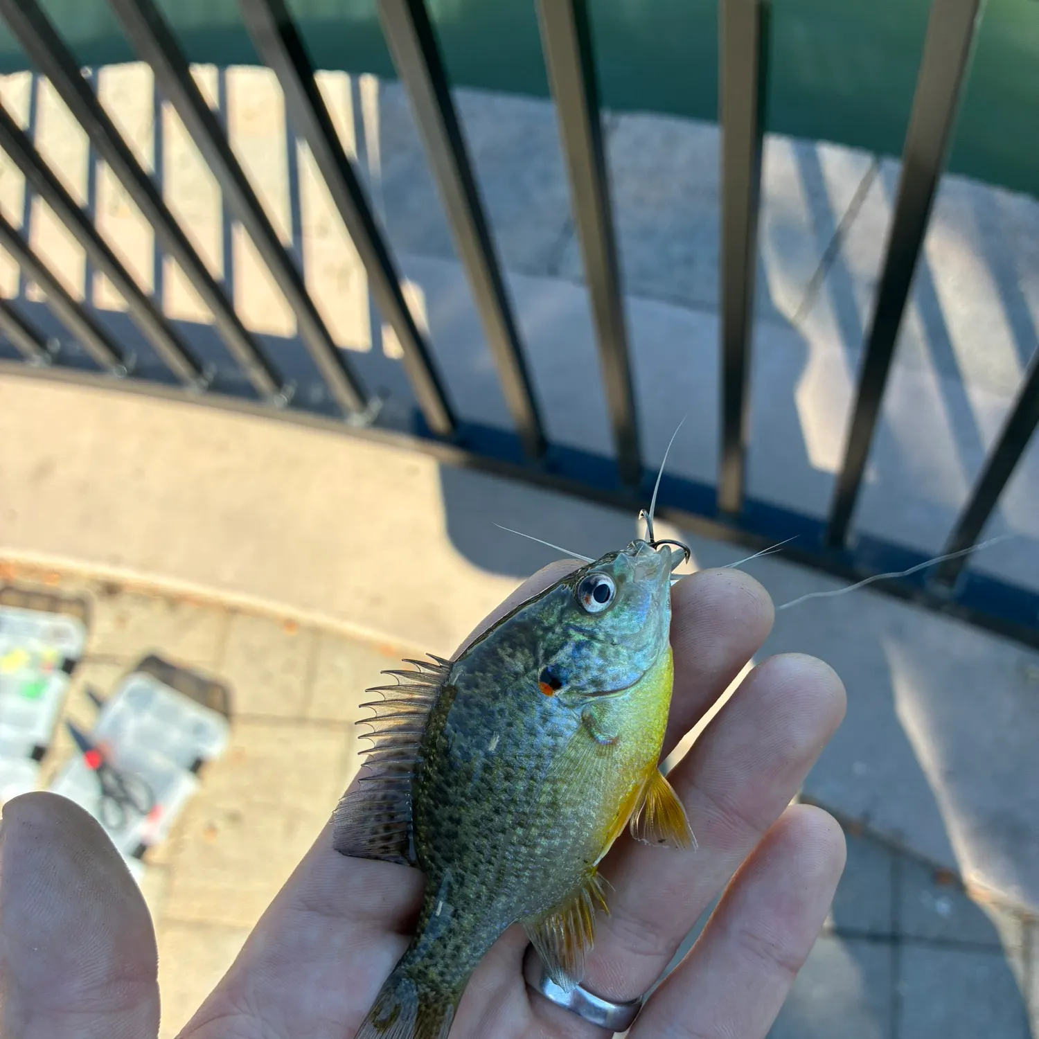 Pumpkinseed caught on Fishbrain