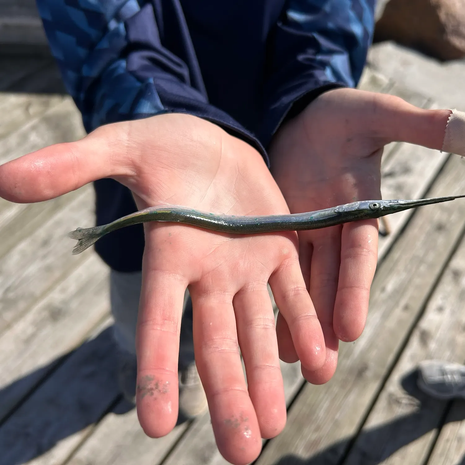 European garfish caught on Fishbrain