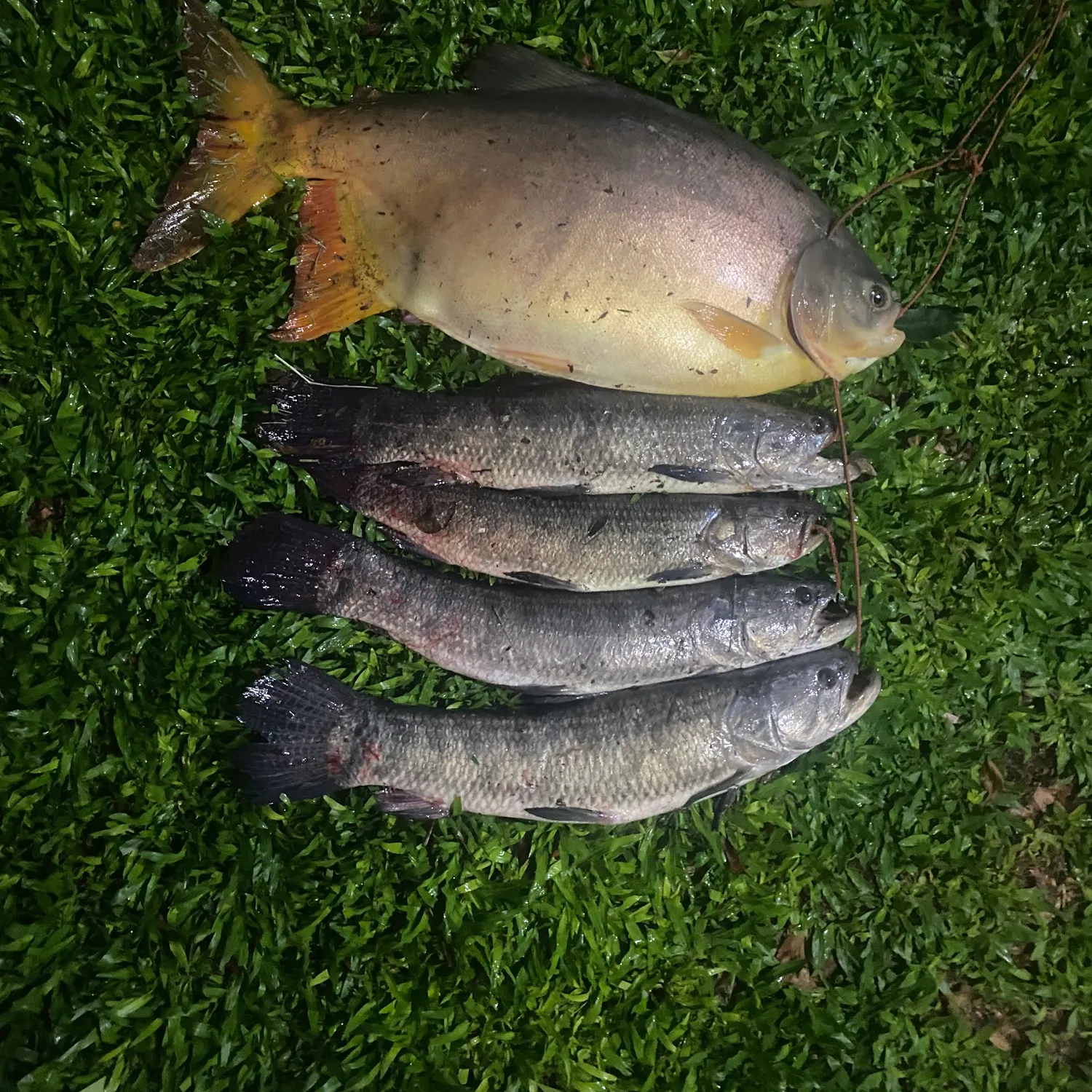 recently logged catches