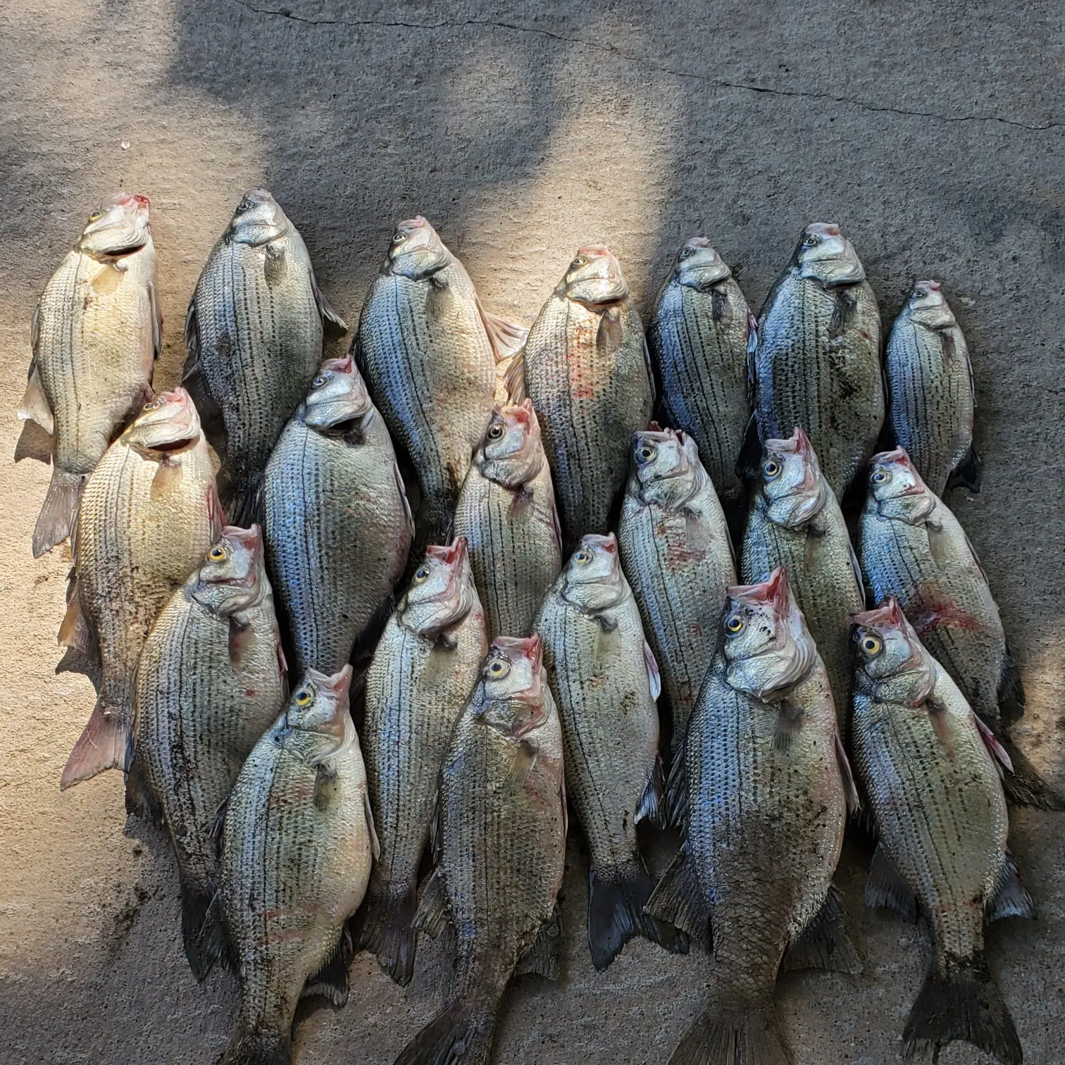 recently logged catches