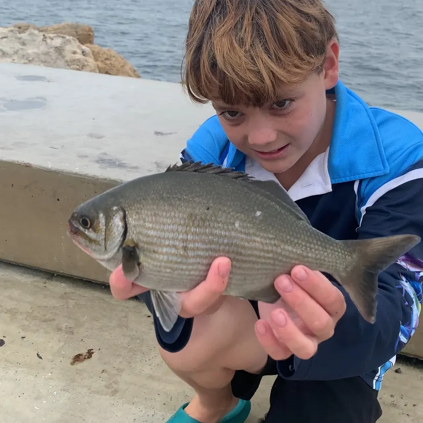 The most recent Black buffalo catches on Fishbrain