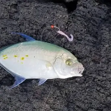 The most recent Bluefin trevally catches on Fishbrain