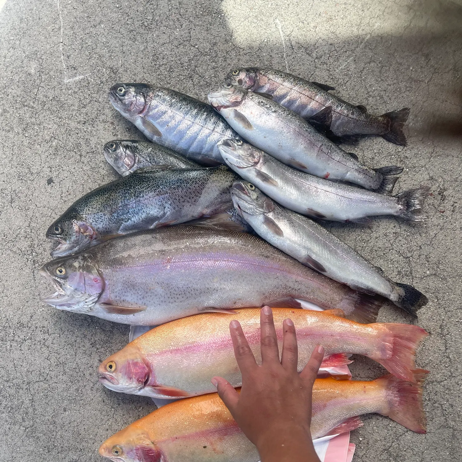 The most recent Golden rainbow trout catches on Fishbrain