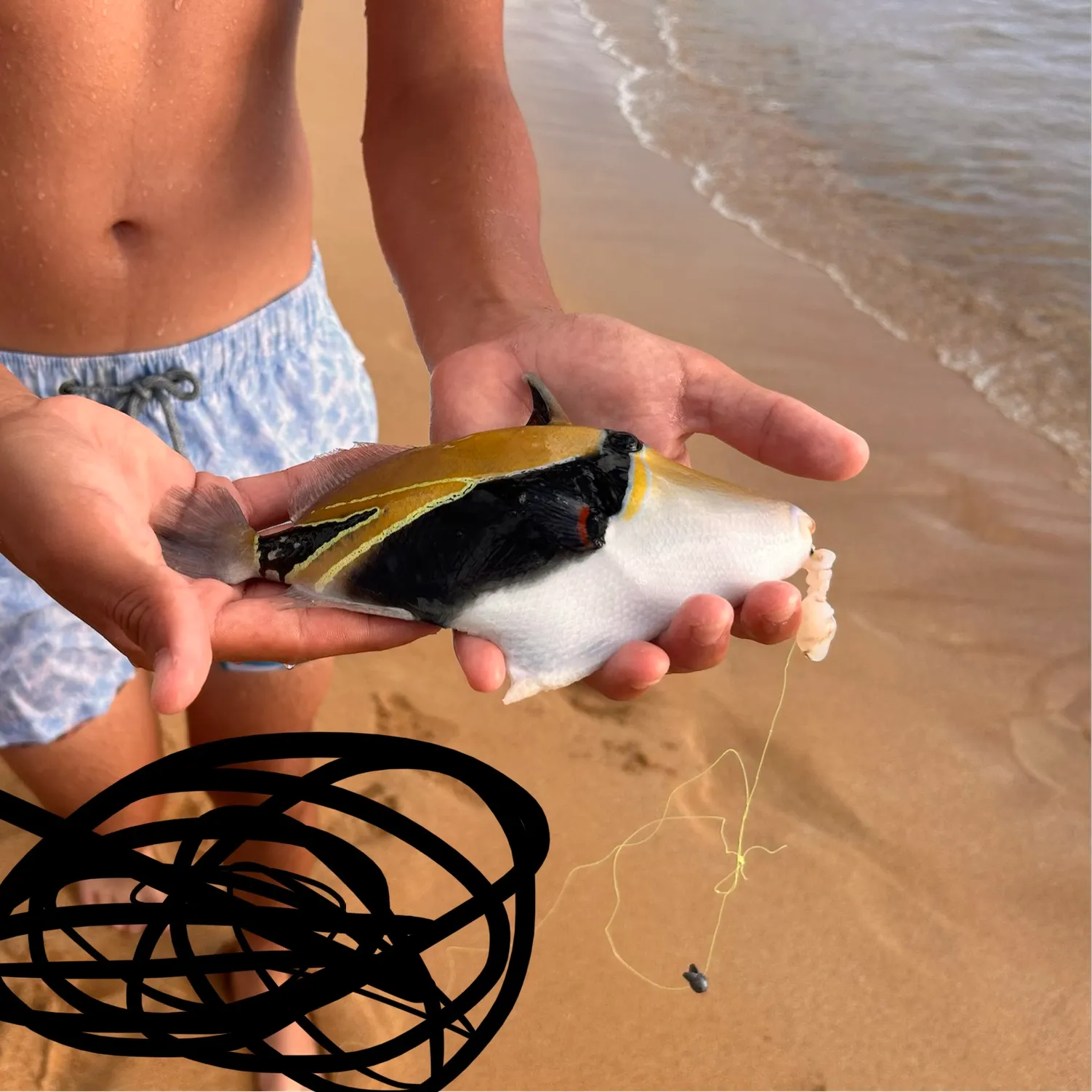 The most recent Wedge-tail triggerfish catches on Fishbrain