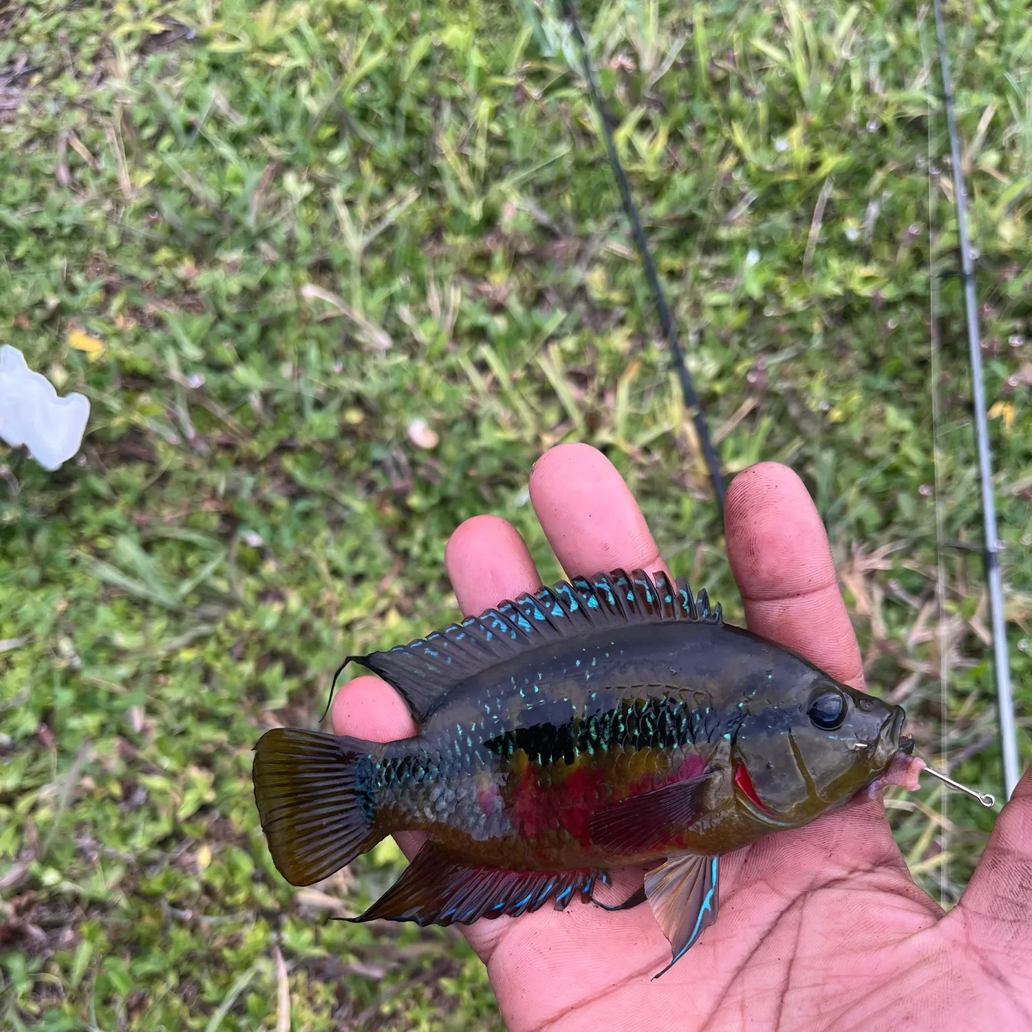 The most recent Yellowbelly cichlid catches on Fishbrain