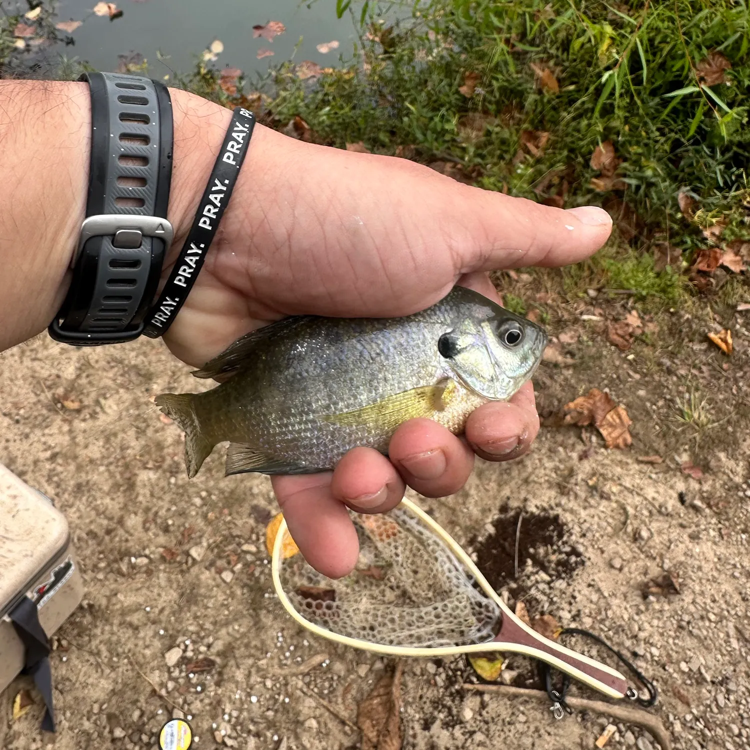 Bluegill caught on Fishbrain