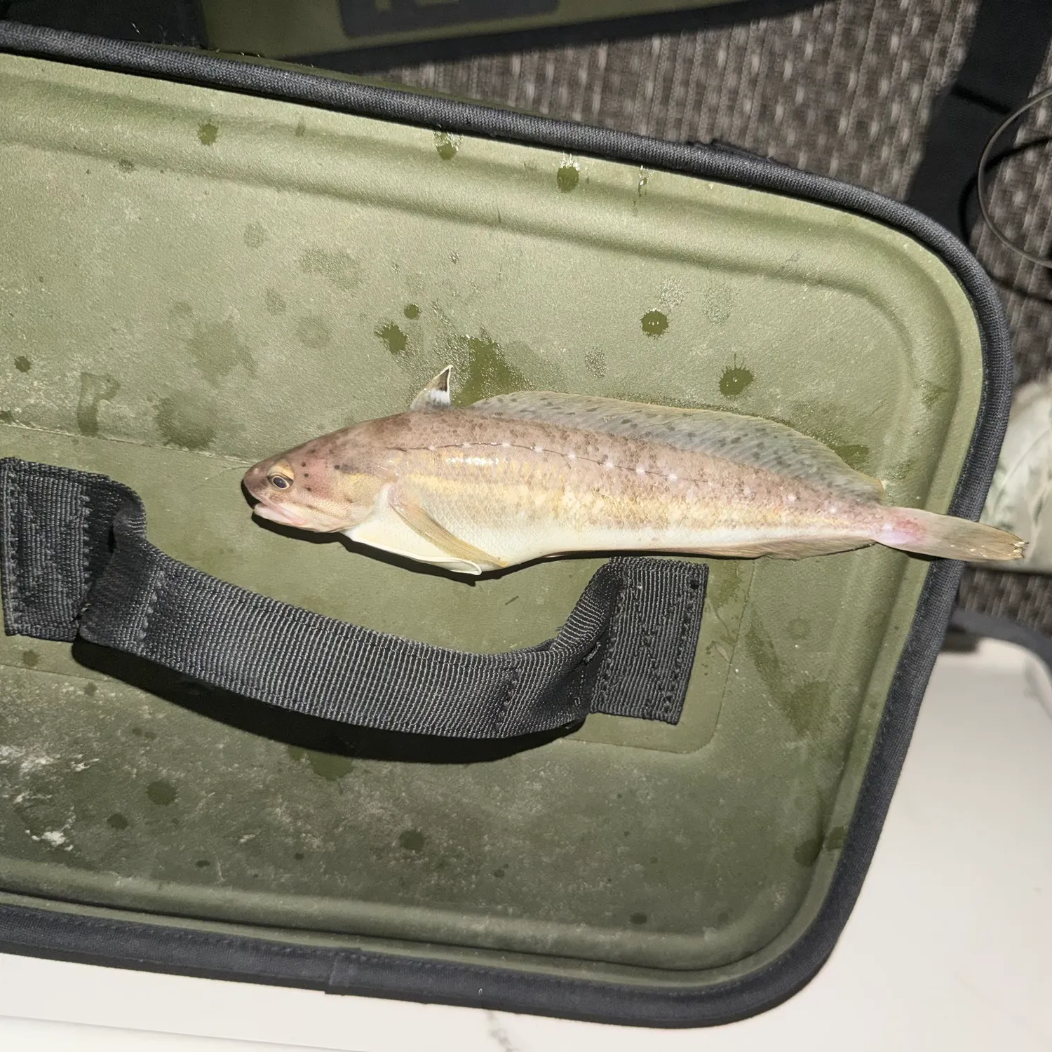The most recent Spotted hake catches on Fishbrain