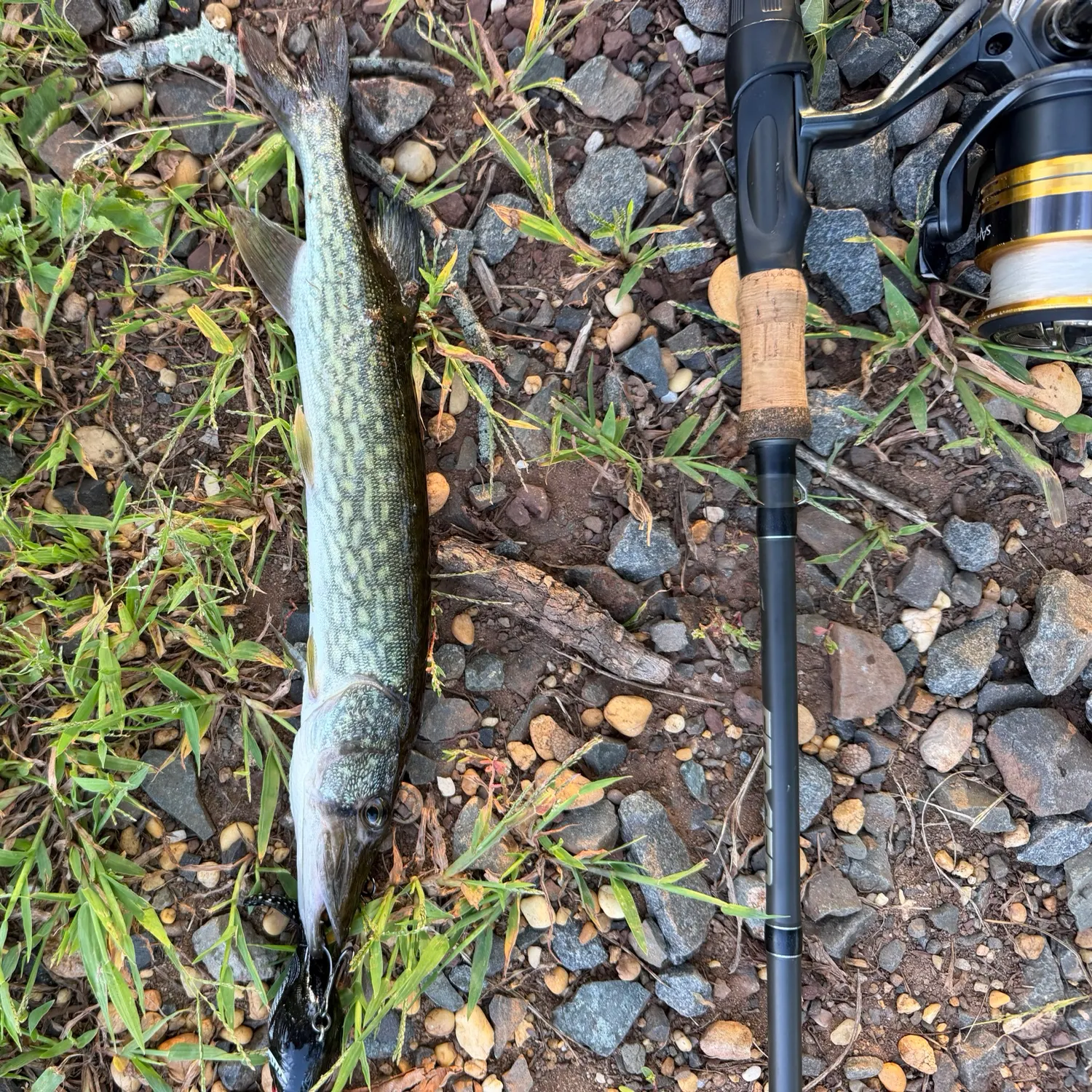 Chain pickerel caught on Fishbrain