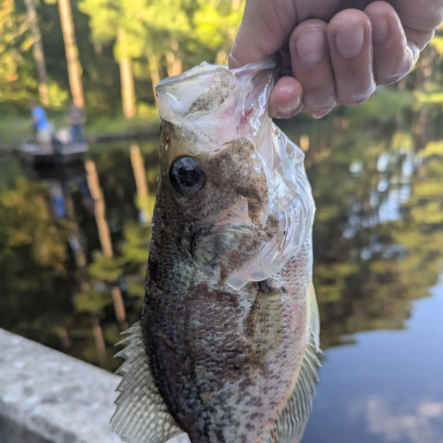 Black crappie caught on Fishbrain
