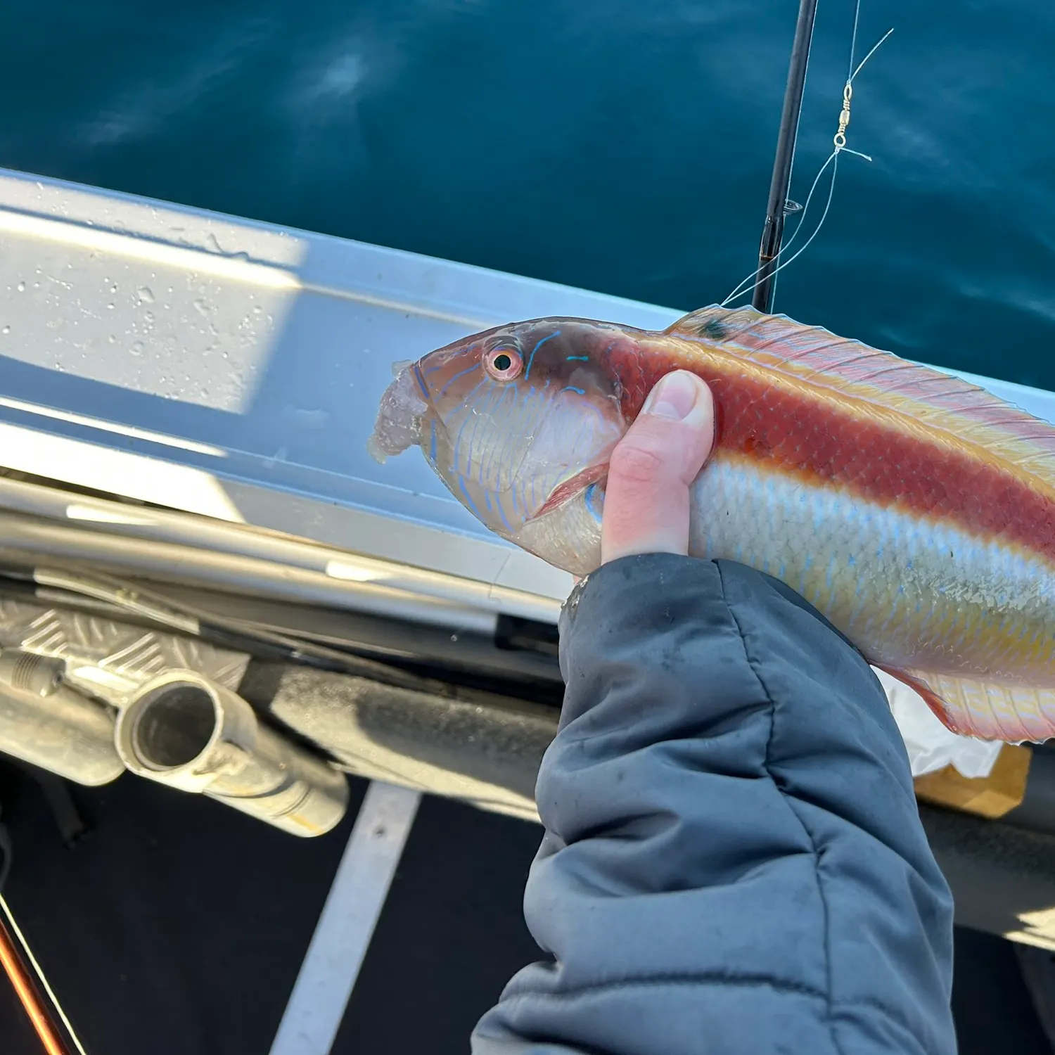 The most recent Maori wrasse catches on Fishbrain