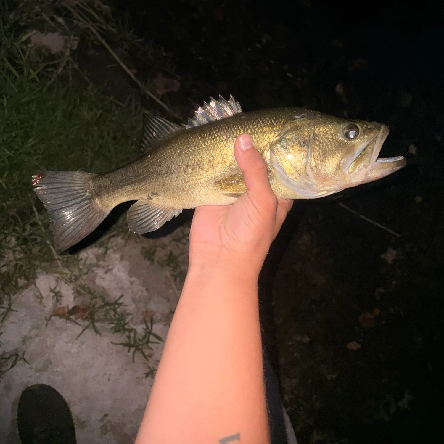 Largemouth bass caught on Fishbrain