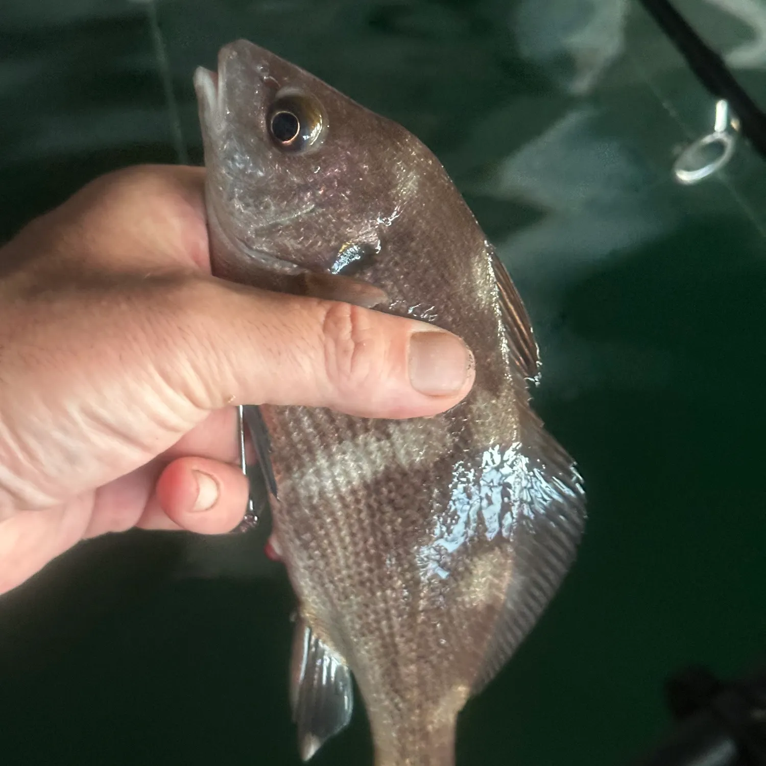 The most recent Black croaker catches on Fishbrain