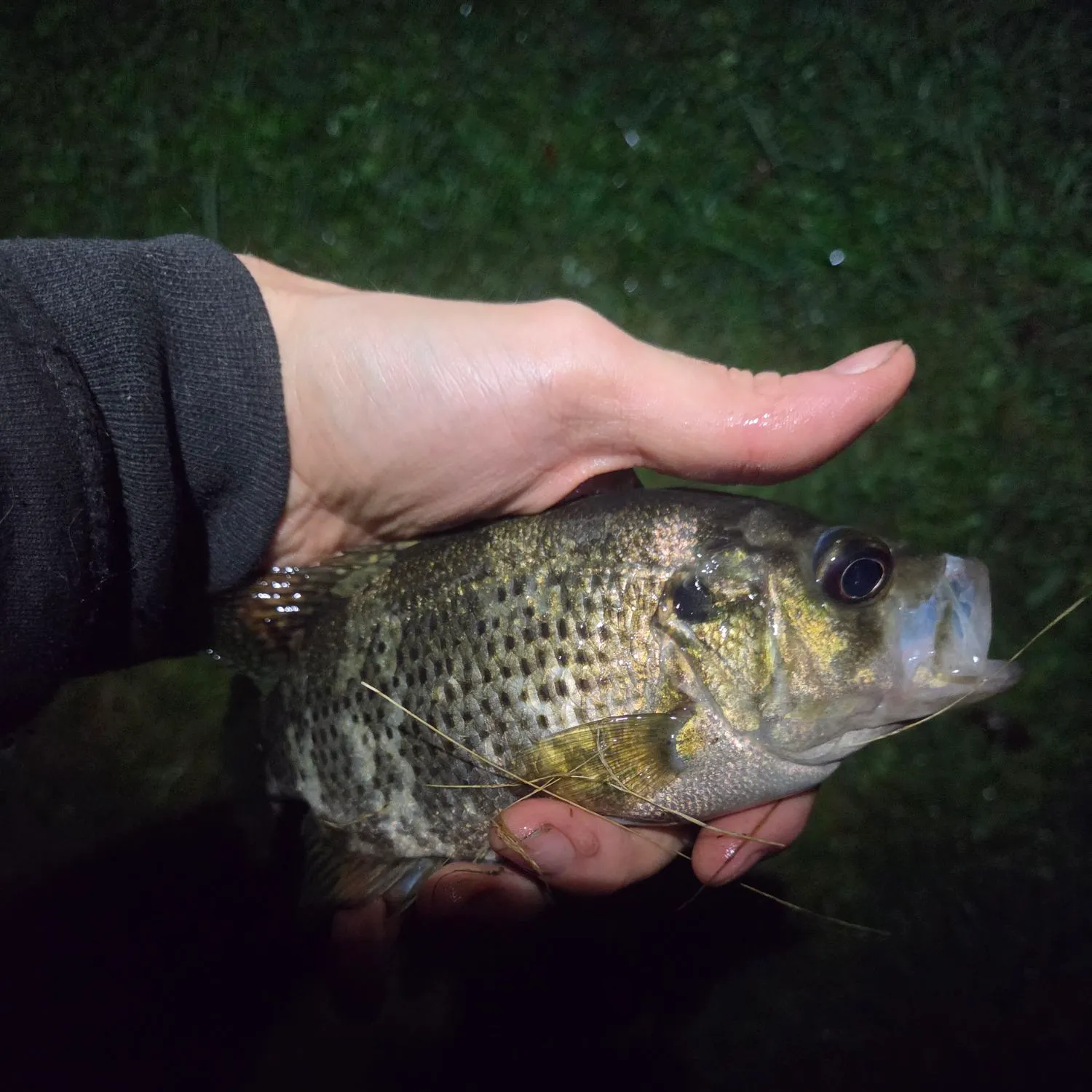Rock bass caught on Fishbrain
