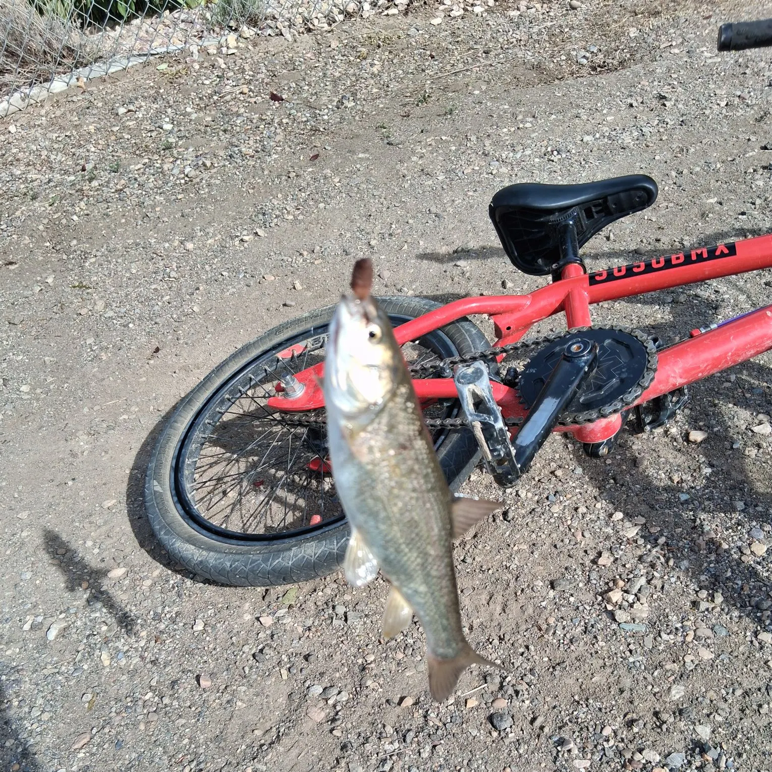 The most recent Utah chub catches on Fishbrain
