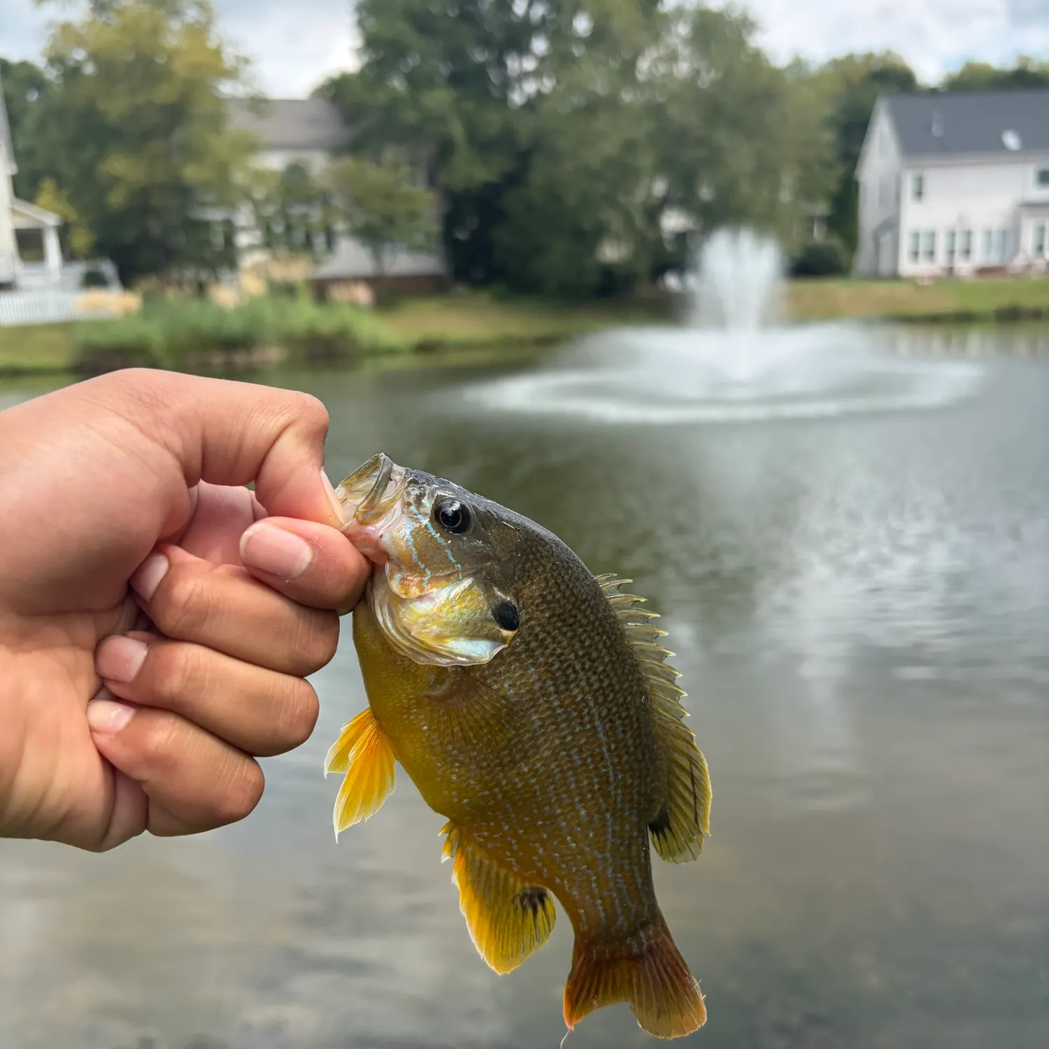 Green sunfish caught on Fishbrain