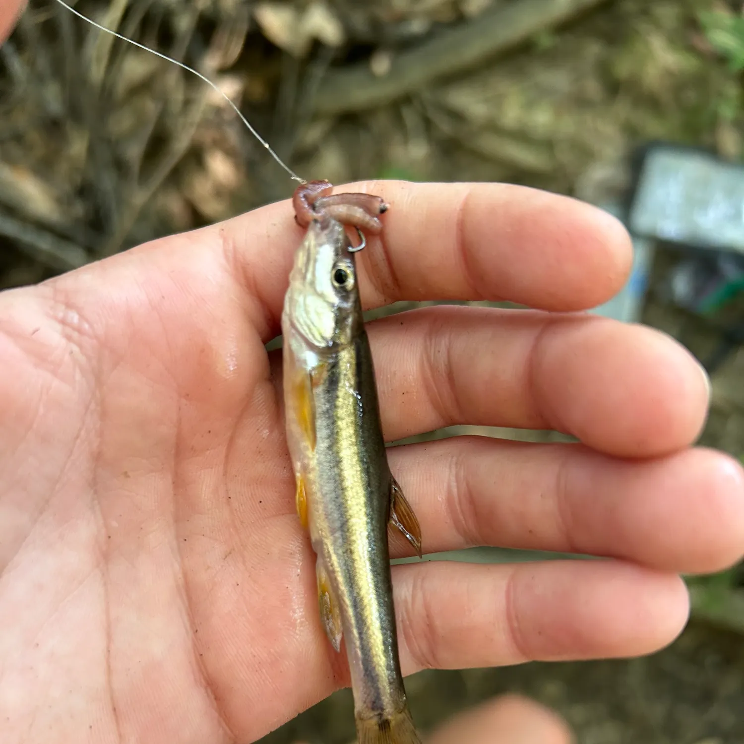 The most recent Eastern blacknose dace catches on Fishbrain