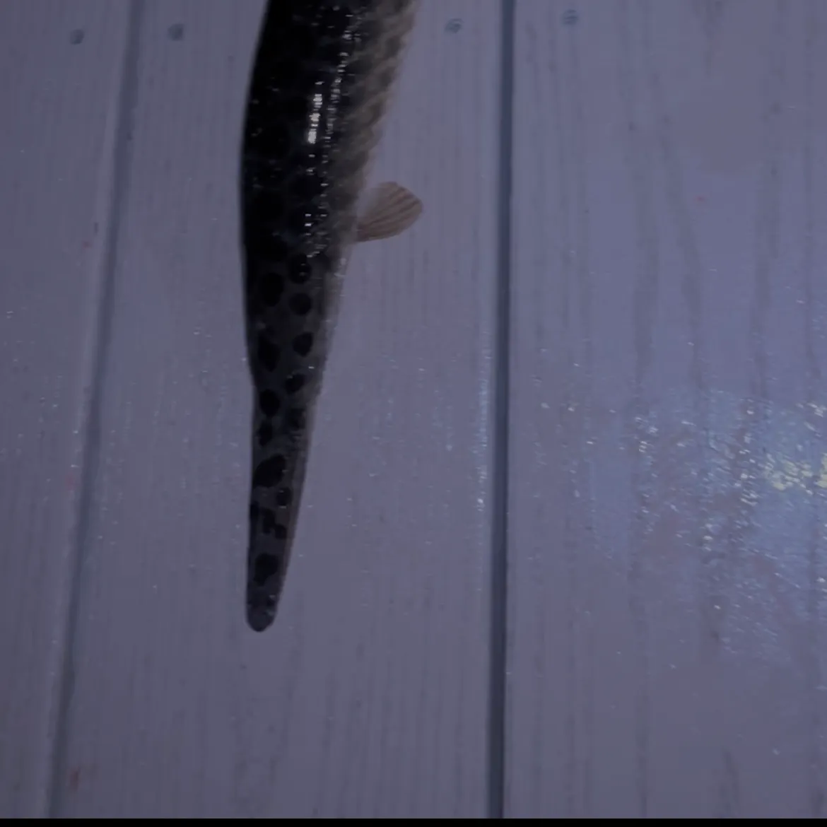 Spotted gar caught on Fishbrain