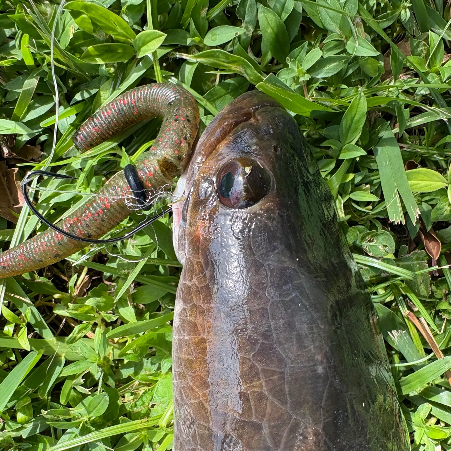 Bullseye snakehead caught on Fishbrain