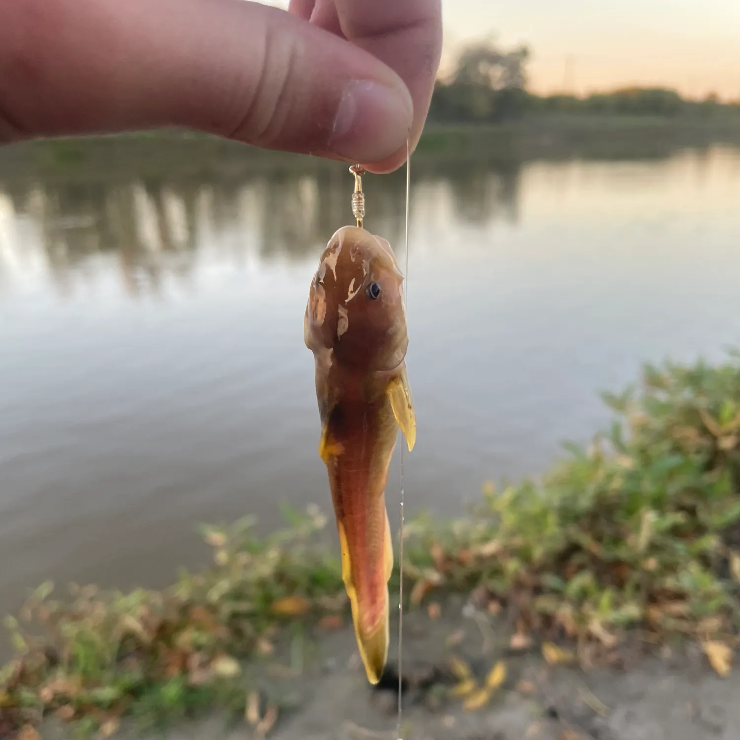 Black bullhead caught on Fishbrain