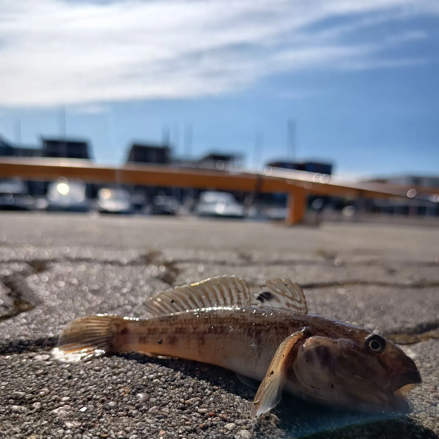 Round goby caught on Fishbrain