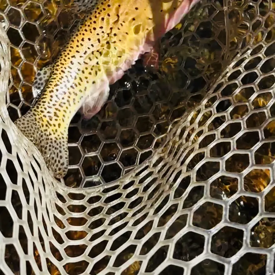 Cutthroat trout caught on Fishbrain