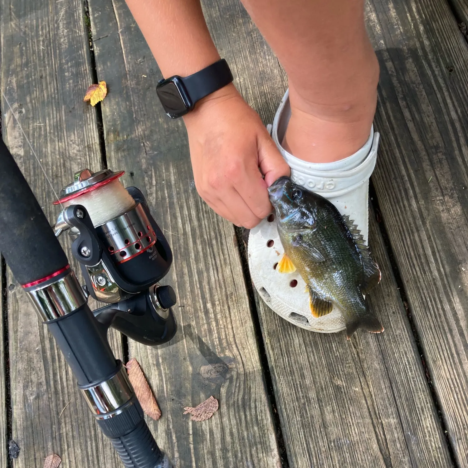 recently logged catches