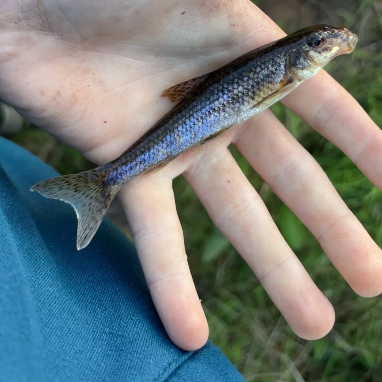 The most recent Pike gudgeon catches on Fishbrain