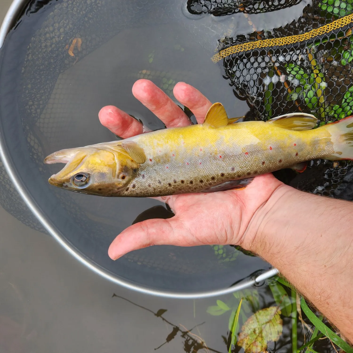 Brown trout caught on Fishbrain