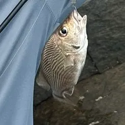 The most recent Pacific Latin grunt catches on Fishbrain