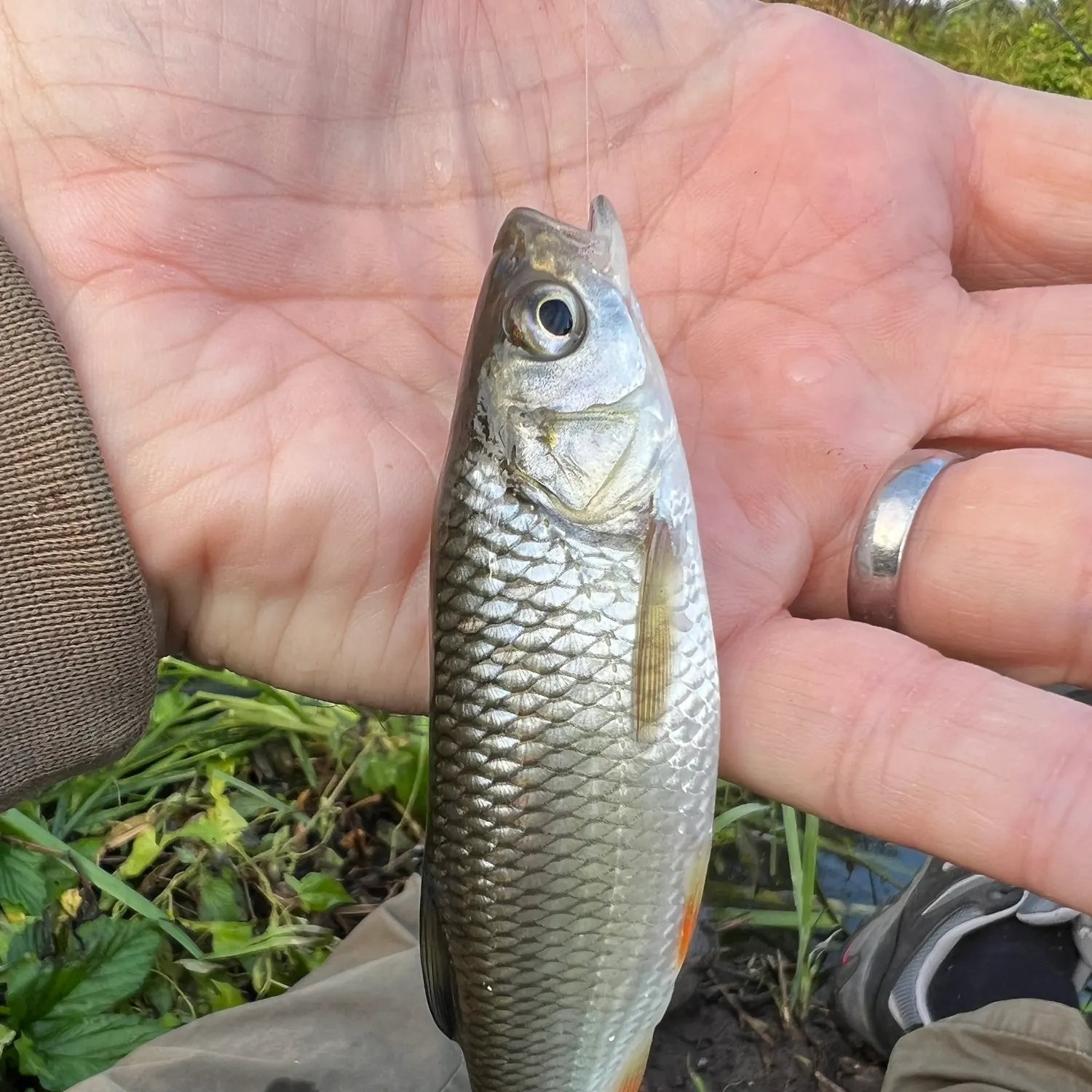 most liked catch image