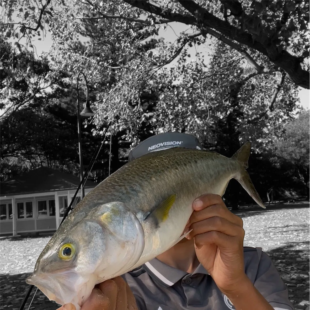 The most recent Eastern Australian salmon catches on Fishbrain