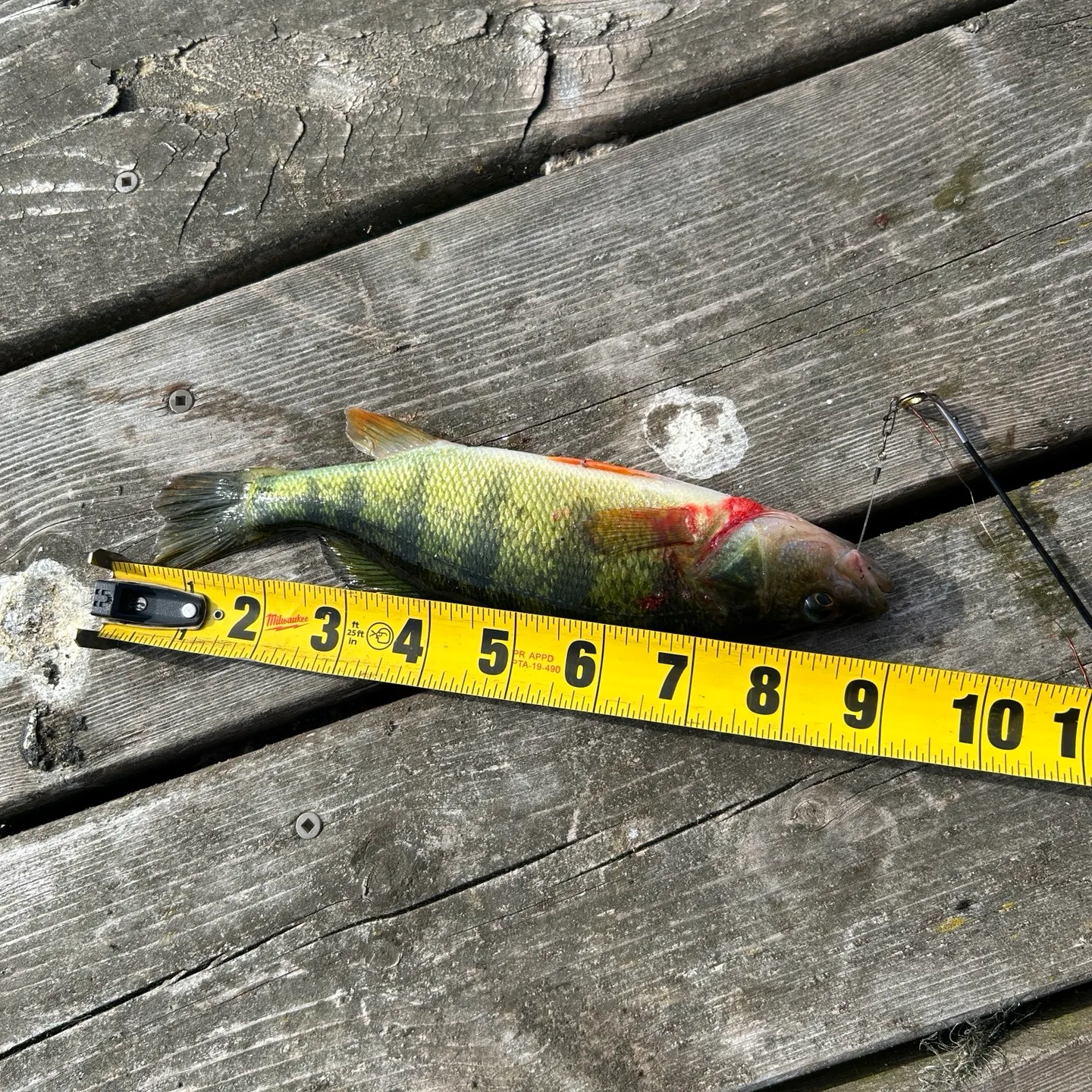 Yellow perch caught on Fishbrain