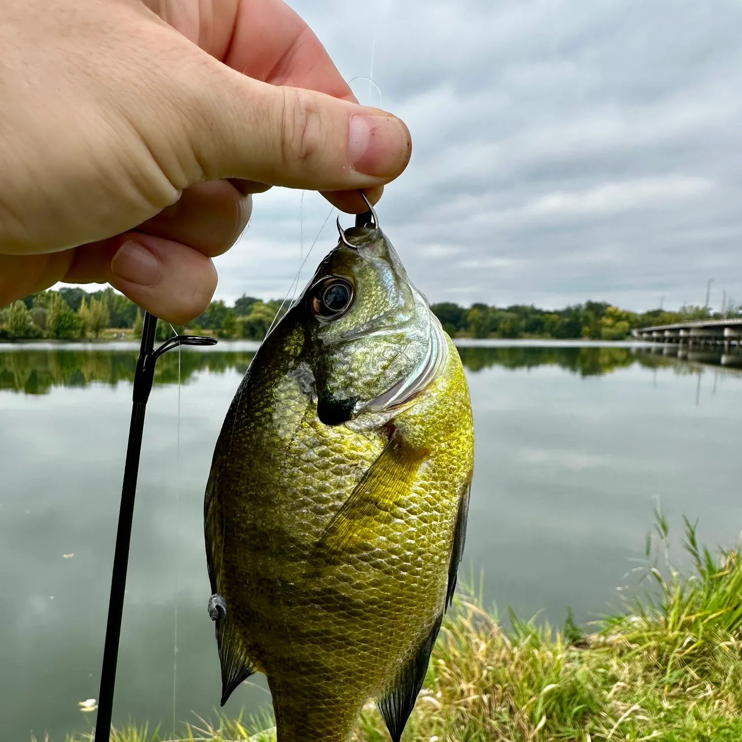Bluegill caught on Fishbrain