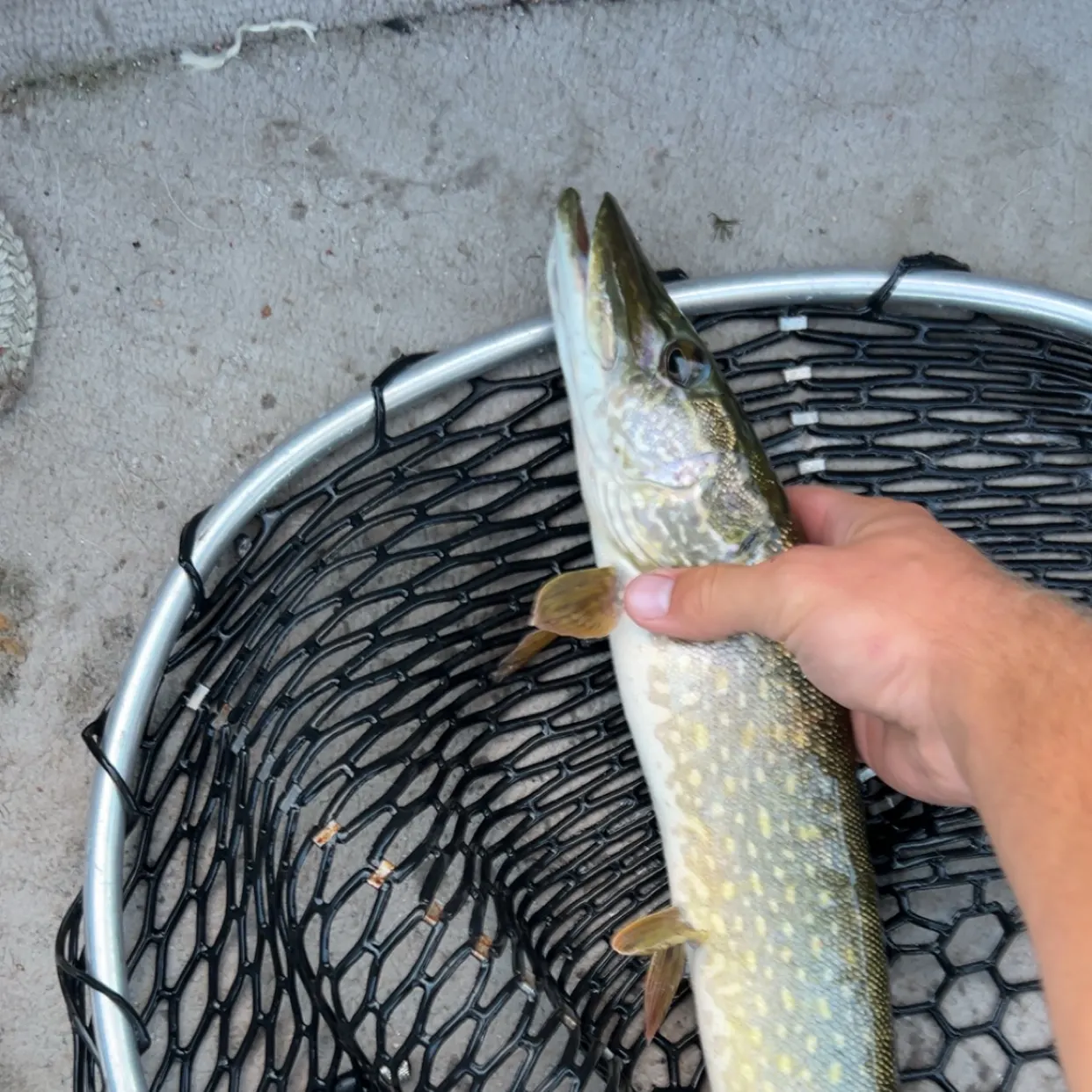 Northern pike caught on Fishbrain