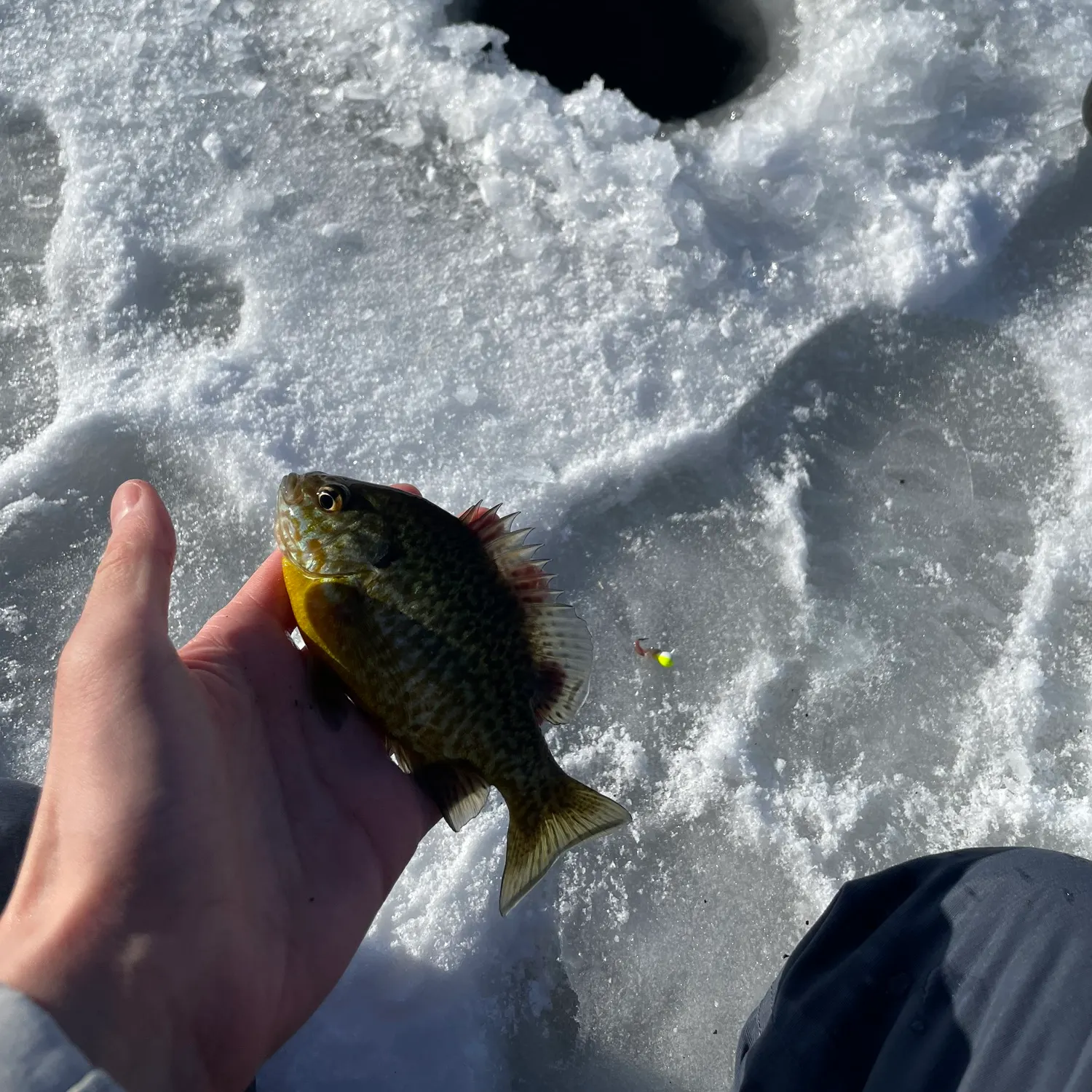 The most recent Pumpkinseed catches on Fishbrain