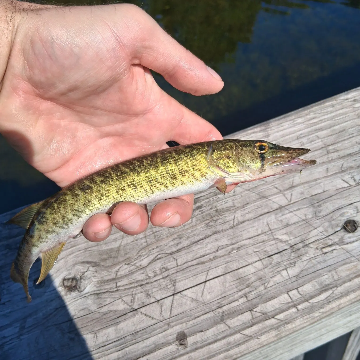 Grass pickerel caught on Fishbrain