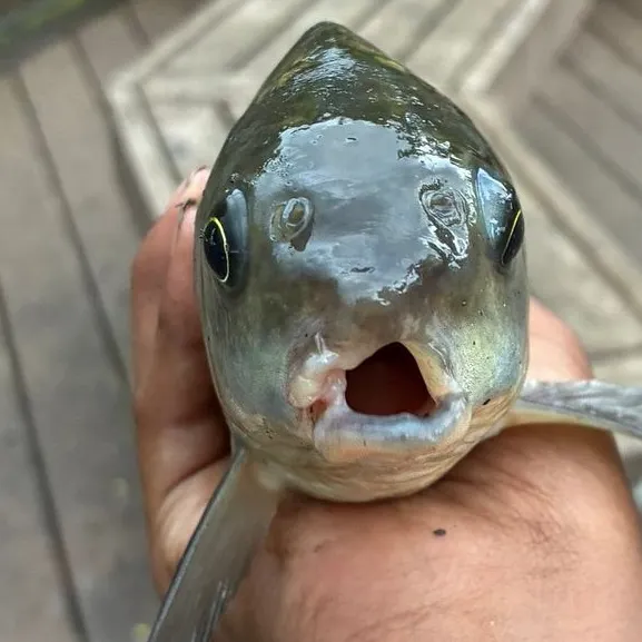 The most recent River carpsucker catches on Fishbrain