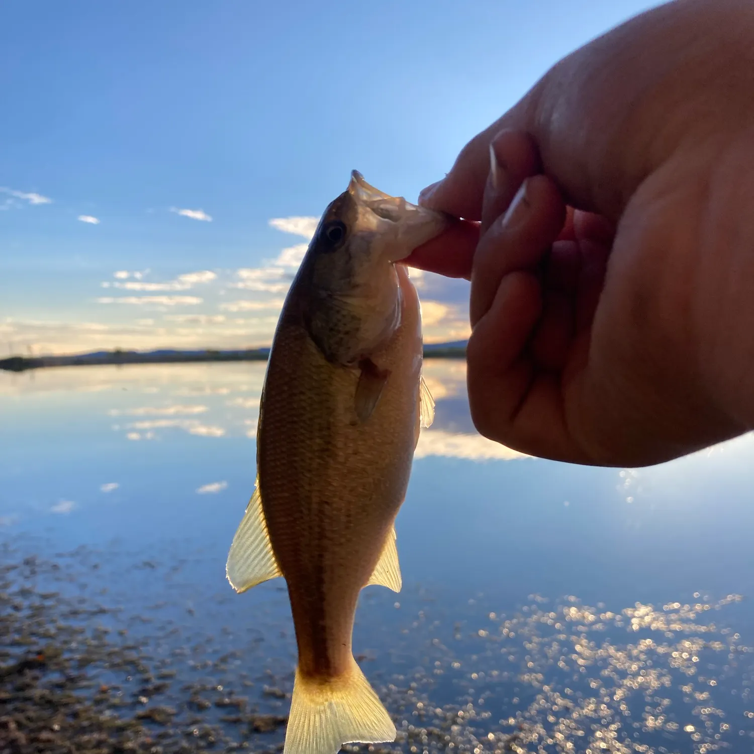 Fish caught on Fishbrain
