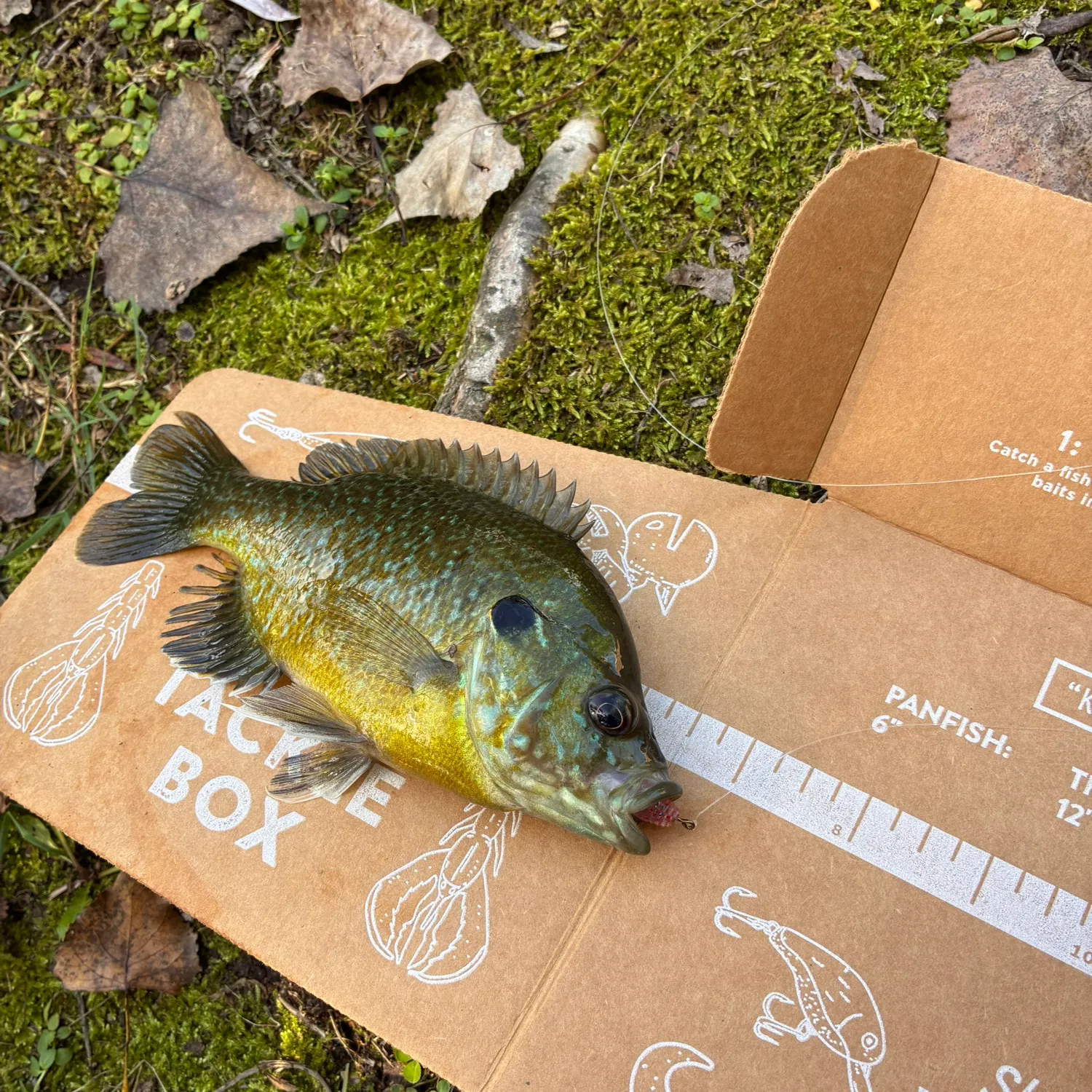Green sunfish caught on Fishbrain