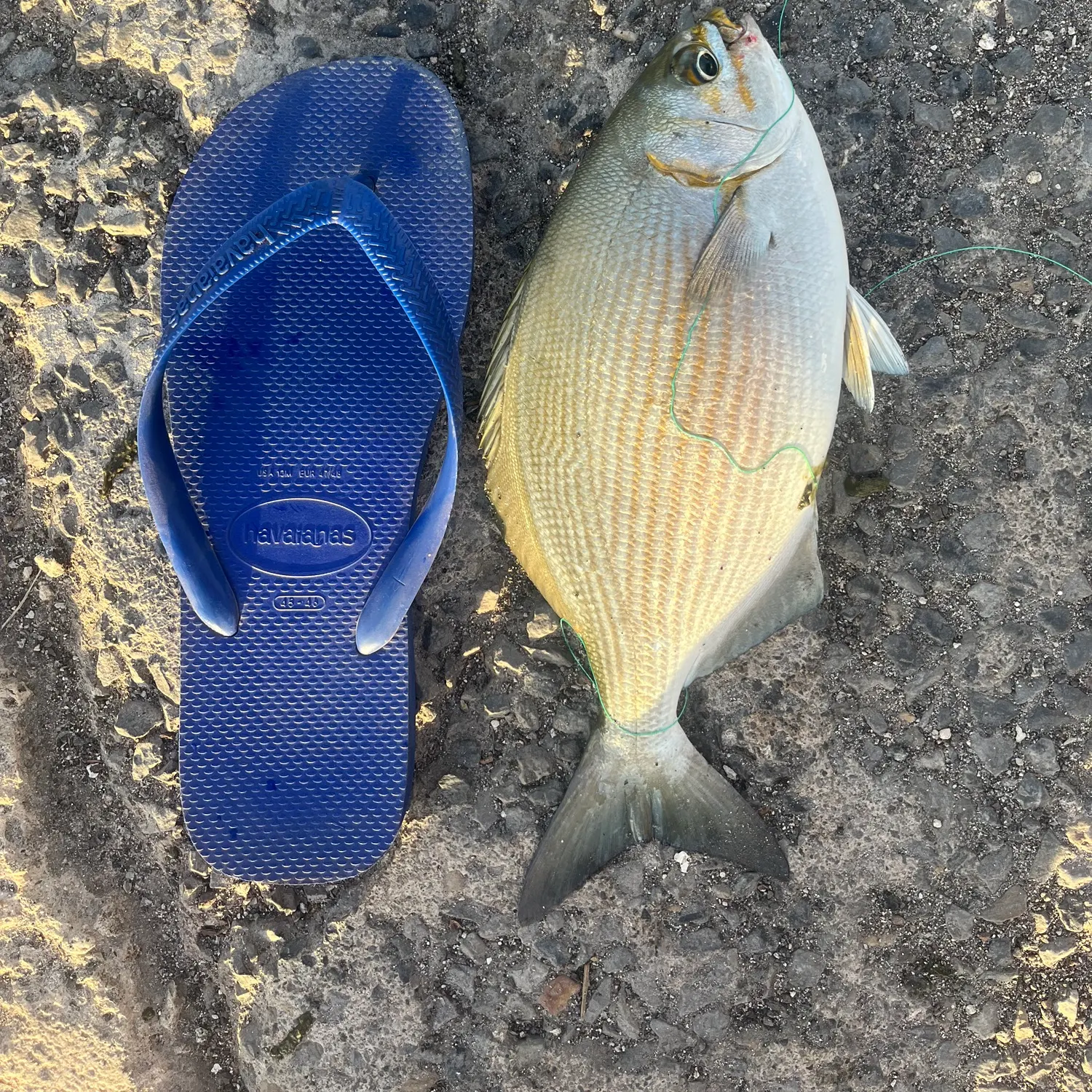 The most recent Bermuda sea chub catches on Fishbrain